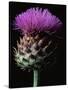 Cardoon-Clay Perry-Stretched Canvas