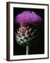 Cardoon-Clay Perry-Framed Premium Photographic Print
