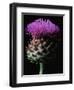 Cardoon-Clay Perry-Framed Photographic Print