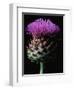 Cardoon-Clay Perry-Framed Photographic Print