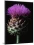 Cardoon-Clay Perry-Mounted Photographic Print