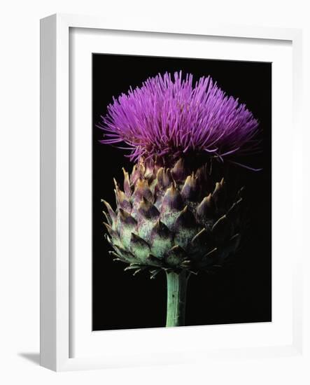 Cardoon-Clay Perry-Framed Photographic Print