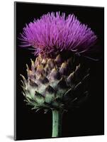 Cardoon-Clay Perry-Mounted Photographic Print