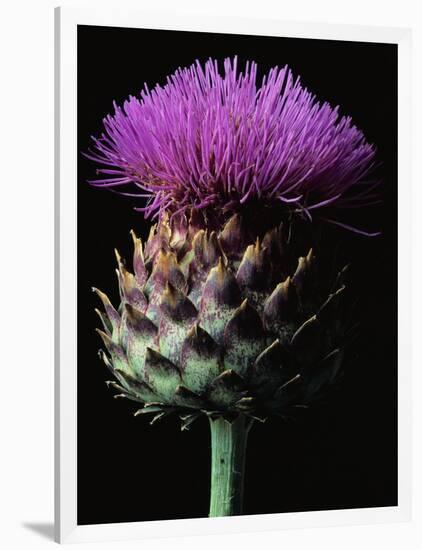 Cardoon-Clay Perry-Framed Photographic Print