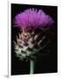 Cardoon-Clay Perry-Framed Photographic Print