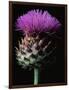 Cardoon-Clay Perry-Framed Photographic Print