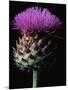 Cardoon-Clay Perry-Mounted Photographic Print