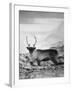 Carefree Caribou-Andreas Stridsberg-Framed Giclee Print