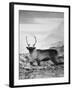 Carefree Caribou-Andreas Stridsberg-Framed Giclee Print