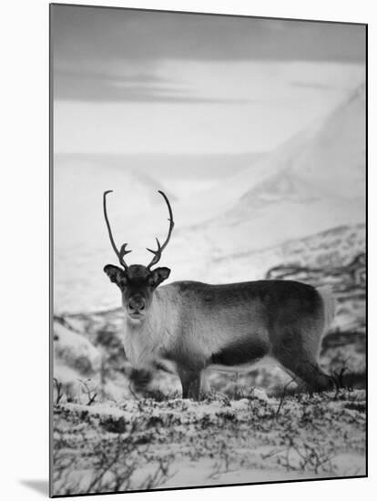 Carefree Caribou-Andreas Stridsberg-Mounted Giclee Print