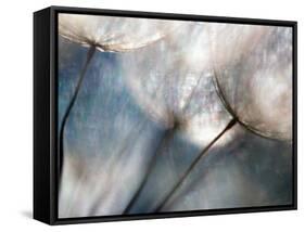 Carefree-Ursula Abresch-Framed Stretched Canvas