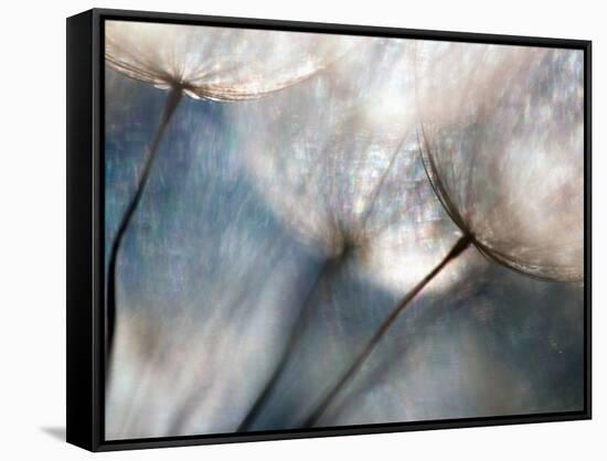 Carefree-Ursula Abresch-Framed Stretched Canvas