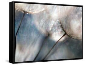 Carefree-Ursula Abresch-Framed Stretched Canvas