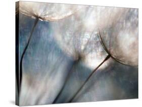 Carefree-Ursula Abresch-Stretched Canvas