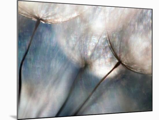 Carefree-Ursula Abresch-Mounted Photographic Print