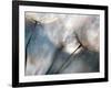 Carefree-Ursula Abresch-Framed Photographic Print