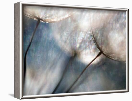 Carefree-Ursula Abresch-Framed Photographic Print