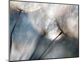 Carefree-Ursula Abresch-Mounted Photographic Print