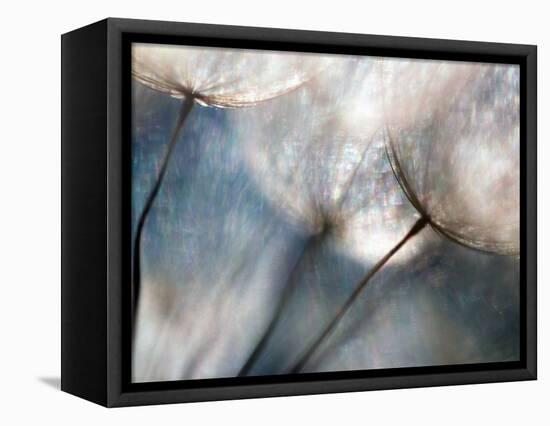 Carefree-Ursula Abresch-Framed Stretched Canvas