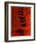 Carenza-Gilbert Claes-Framed Photographic Print