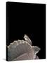 Carettochelys Insculpta (Pig-Nosed Turtle)-Paul Starosta-Stretched Canvas