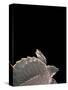Carettochelys Insculpta (Pig-Nosed Turtle)-Paul Starosta-Stretched Canvas