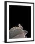 Carettochelys Insculpta (Pig-Nosed Turtle)-Paul Starosta-Framed Photographic Print
