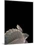 Carettochelys Insculpta (Pig-Nosed Turtle)-Paul Starosta-Mounted Photographic Print