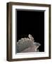 Carettochelys Insculpta (Pig-Nosed Turtle)-Paul Starosta-Framed Photographic Print