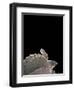 Carettochelys Insculpta (Pig-Nosed Turtle)-Paul Starosta-Framed Photographic Print