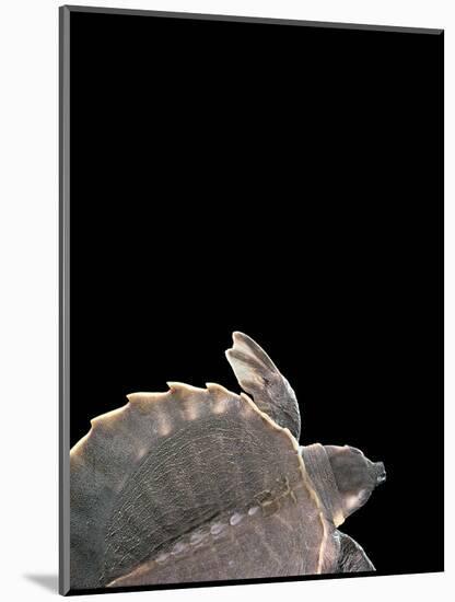 Carettochelys Insculpta (Pig-Nosed Turtle)-Paul Starosta-Mounted Photographic Print