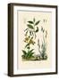 Carex, 1833-39-null-Framed Giclee Print