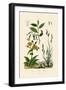 Carex, 1833-39-null-Framed Giclee Print