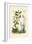 Carex, 1833-39-null-Framed Giclee Print