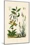 Carex, 1833-39-null-Mounted Giclee Print