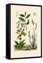 Carex, 1833-39-null-Framed Stretched Canvas
