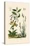 Carex, 1833-39-null-Stretched Canvas