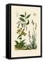 Carex, 1833-39-null-Framed Stretched Canvas