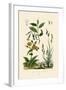 Carex, 1833-39-null-Framed Giclee Print