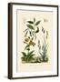 Carex, 1833-39-null-Framed Giclee Print