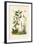 Carex, 1833-39-null-Framed Giclee Print