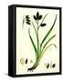 Carex Atrata Black Sedge-null-Framed Stretched Canvas