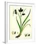 Carex Atrata Black Sedge-null-Framed Giclee Print