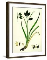 Carex Atrata Black Sedge-null-Framed Giclee Print