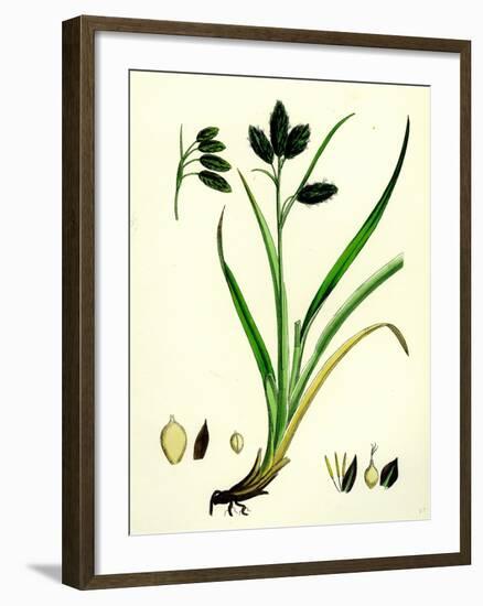 Carex Atrata Black Sedge-null-Framed Giclee Print