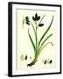 Carex Atrata Black Sedge-null-Framed Giclee Print