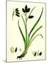 Carex Atrata Black Sedge-null-Mounted Giclee Print