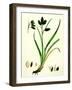 Carex Atrata Black Sedge-null-Framed Giclee Print