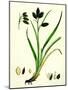 Carex Atrata Black Sedge-null-Mounted Giclee Print