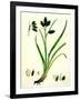 Carex Atrata Black Sedge-null-Framed Giclee Print